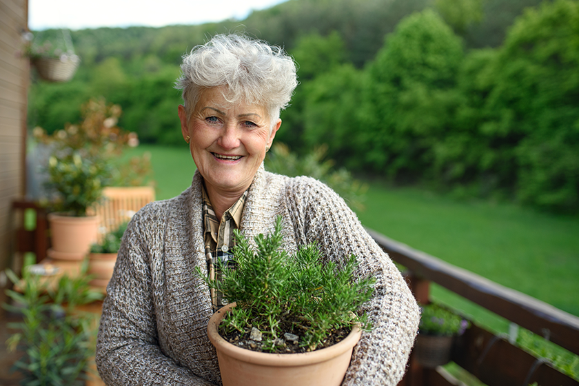 Senior woman gardening in summer, holding potted herb plant. 